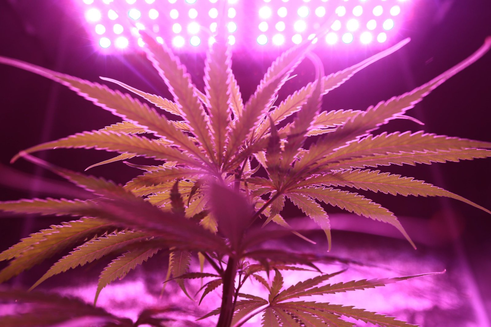 Cannabis plant receiving red light therapy spectrum from LED panel above in dark grow room