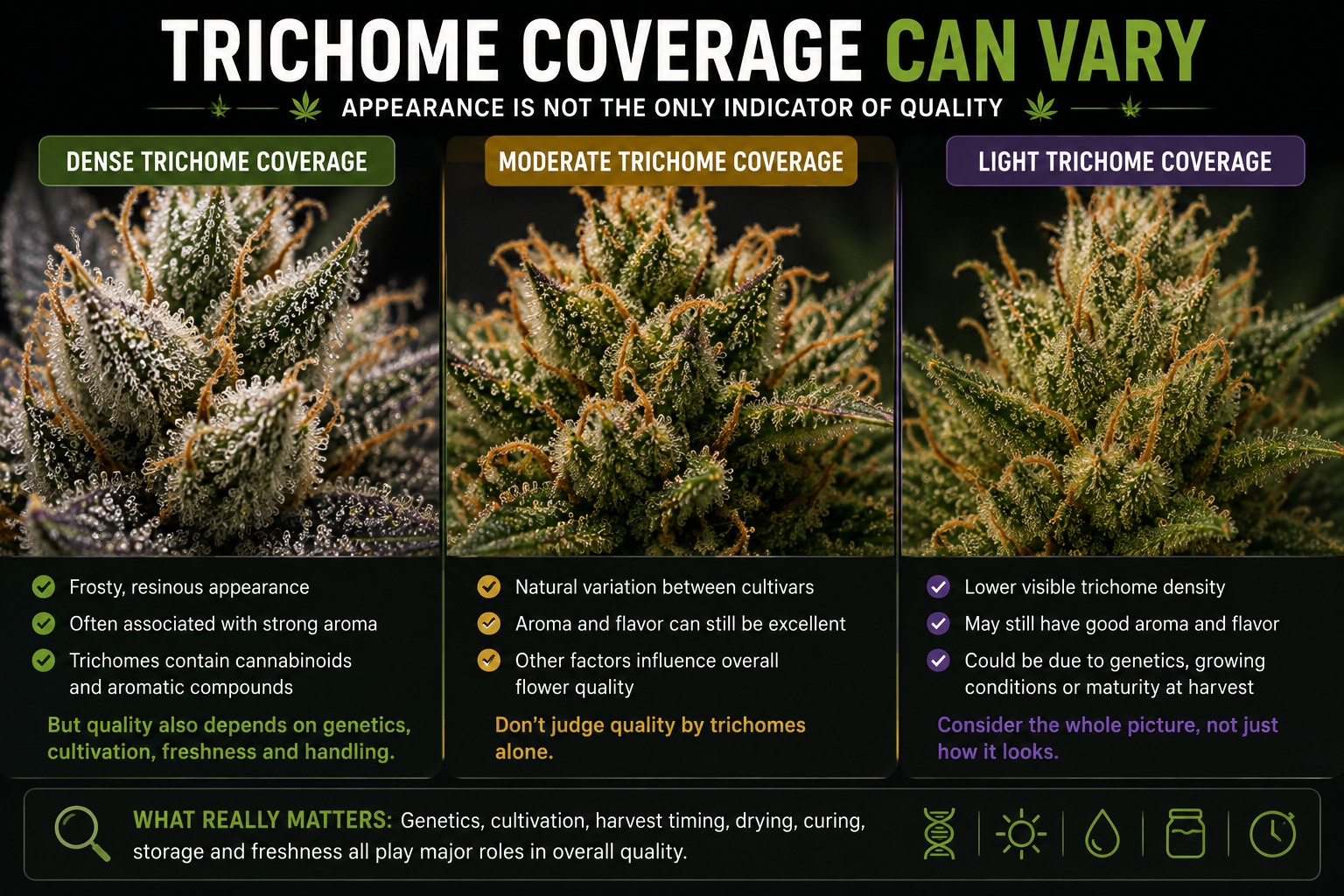 Cannabis trichome coverage and flower quality comparison