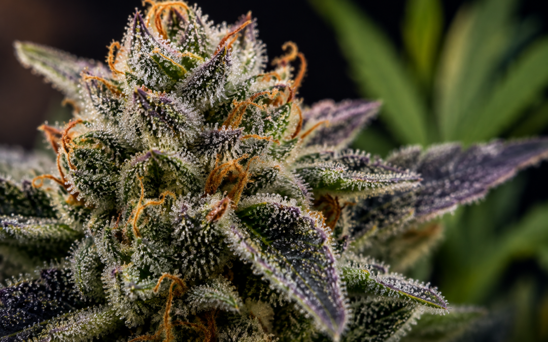 Cannabis Trichomes Explained: What They Reveal About Aroma, Freshness and Flower Quality