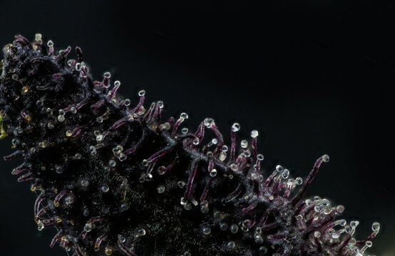 Purple cannabis trichome stalks with bulbous heads containing volatile cannabis terpenes