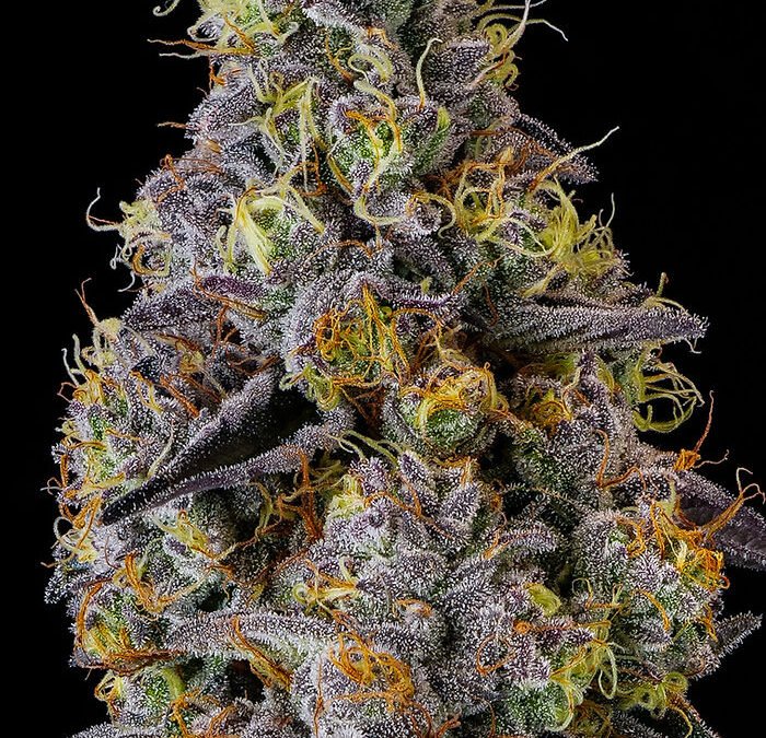 Premium frosted cannabis cola showing dense trichome heads rich in cannabis terpenes on dark background