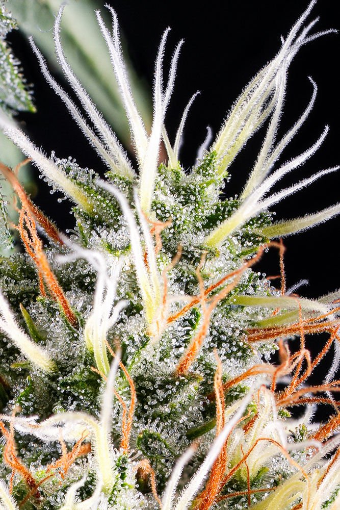 Macro close up of cannabis trichome heads and orange pistils where cannabis terpenes are produced
