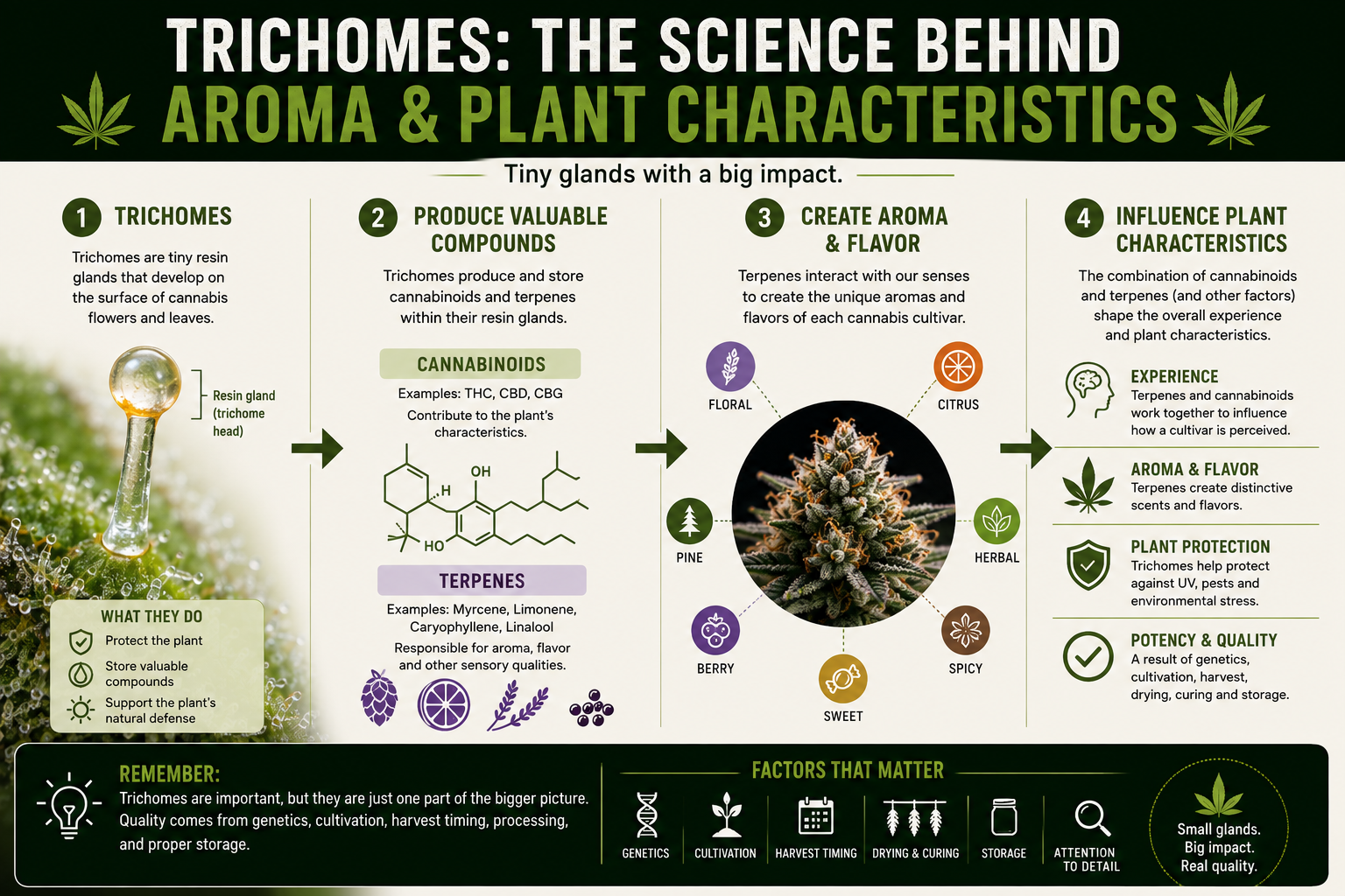 Cannabis trichomes aroma terpenes and plant characteristics