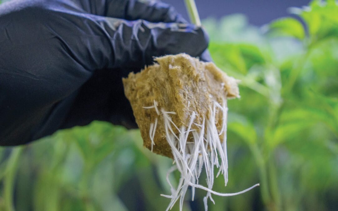 Frosted cannabis cola from hunted keeper phenotype grown in organic living soil Black-glove root ball