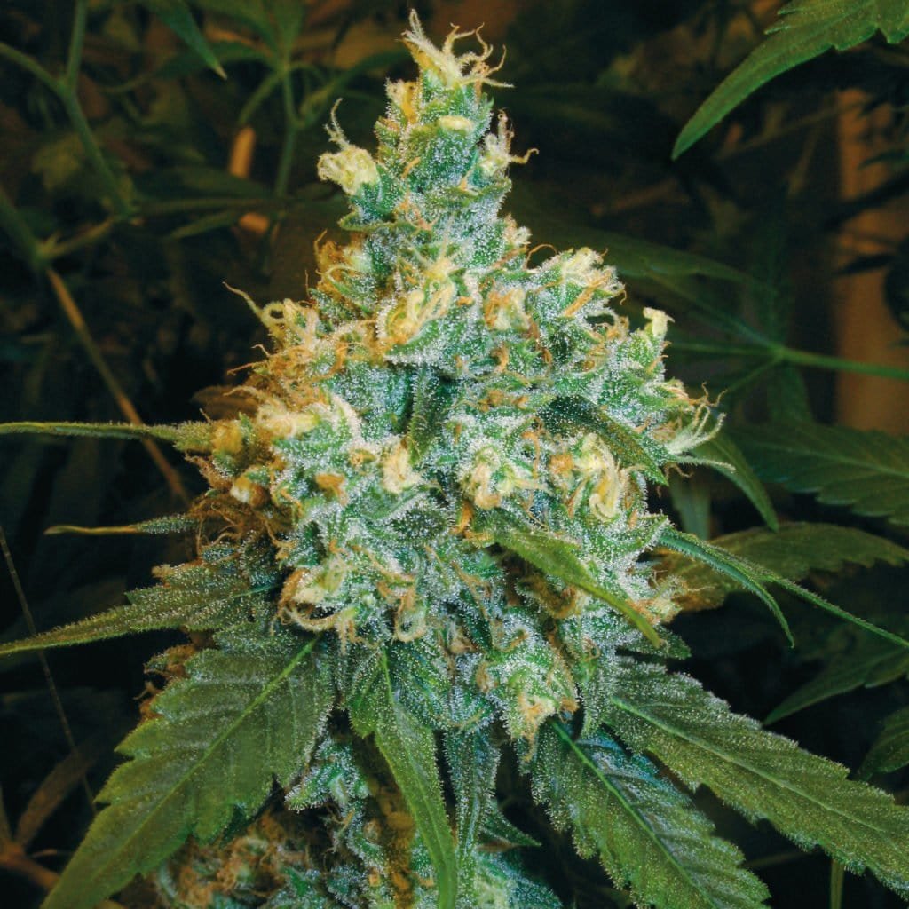Hand selecting keeper cannabis phenotypes during pheno hunt at Burning Rope Pharms