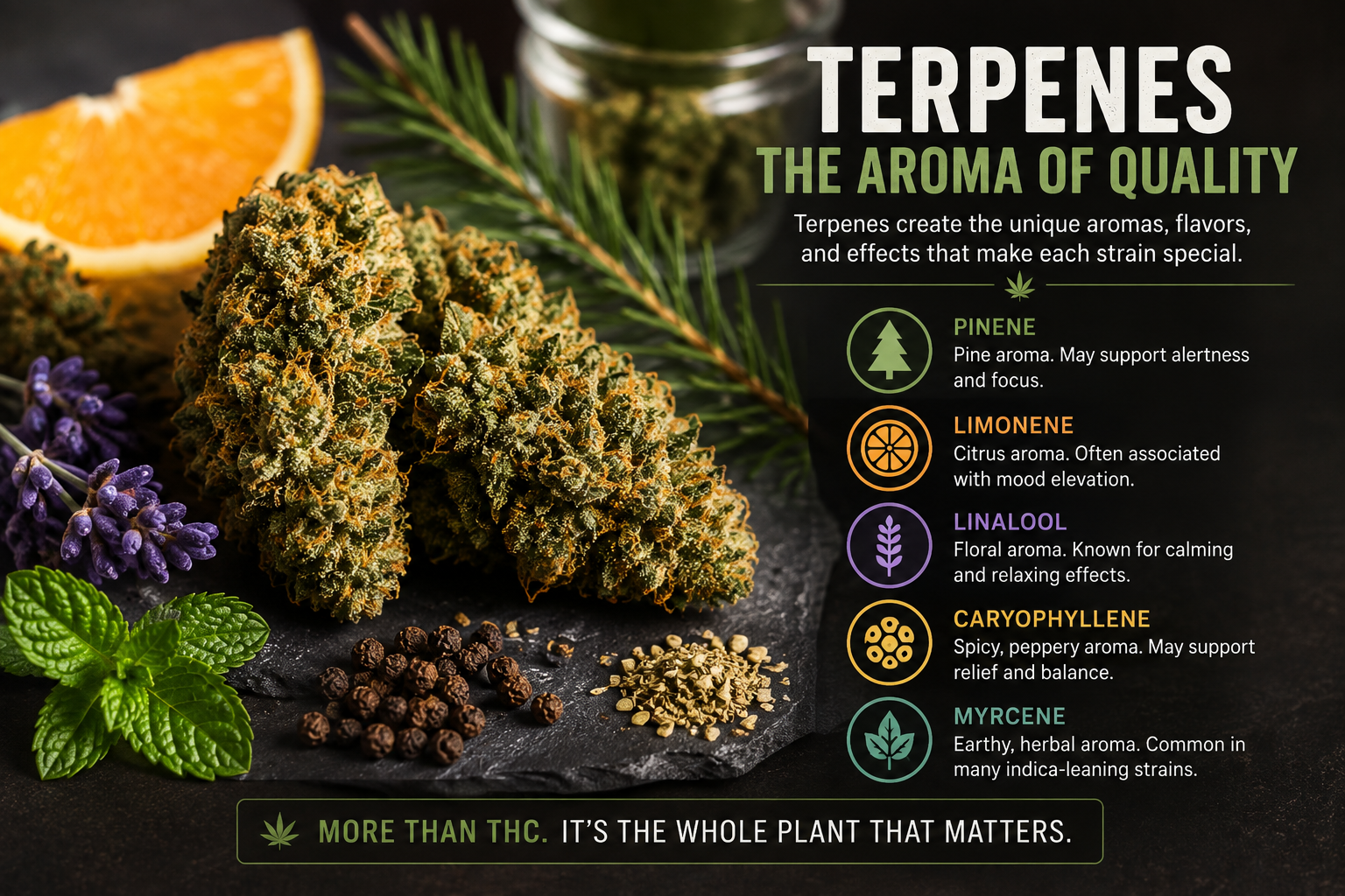 Cannabis terpene profile showing aroma and flower quality