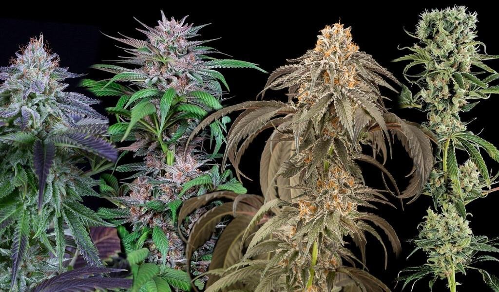 Cannabis Genetics Explained: Why Different Strains Have Different Characteristics
