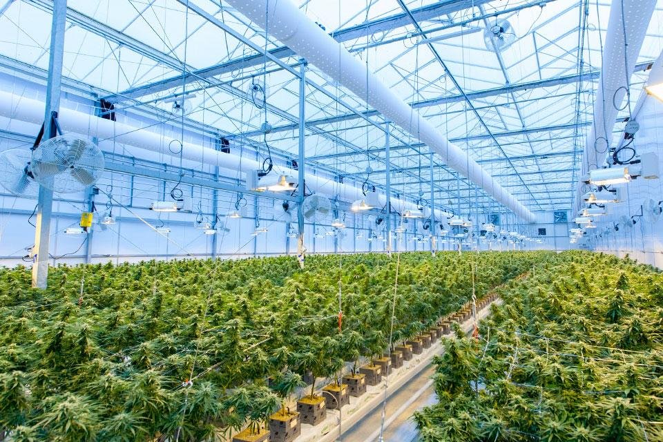 Comparison of cannabis genetics and environmental influences