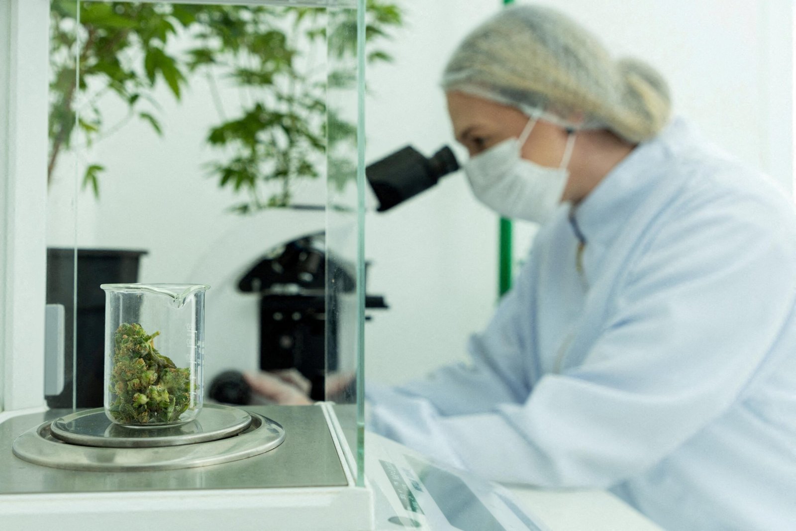 Cannabis laboratory testing for contaminants and quality control