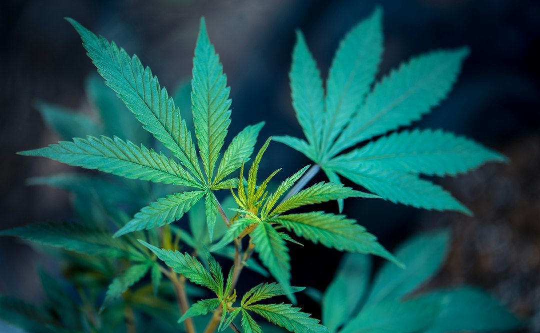 Cannabis Growth Stages: A Seed-to-Harvest Guide