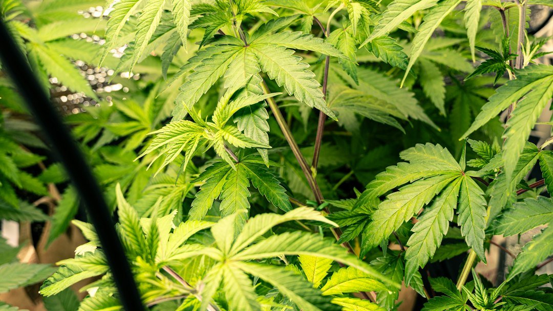 Feminized vs Regular vs Autoflower Seeds: Which Should You Grow?
