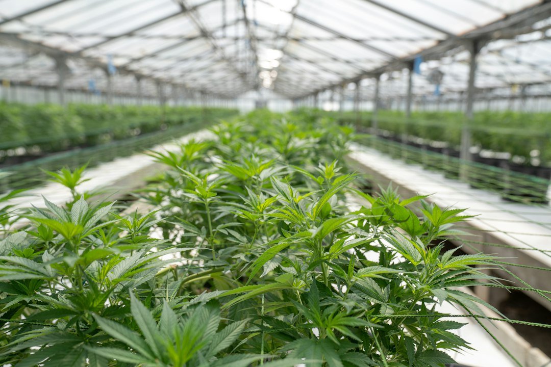 Cannabis plants growing in a greenhouse as they move through the cannabis growth stages