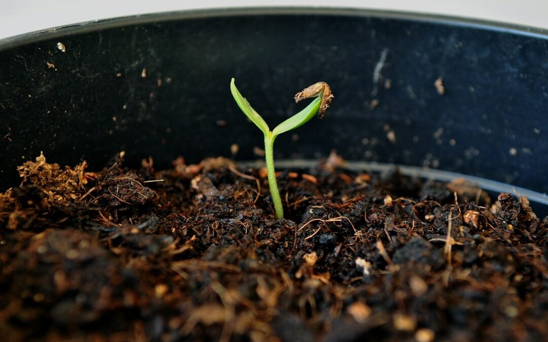 How to Choose Cannabis Seeds: A Beginner’s Guide to Genetics, Germination and Quality