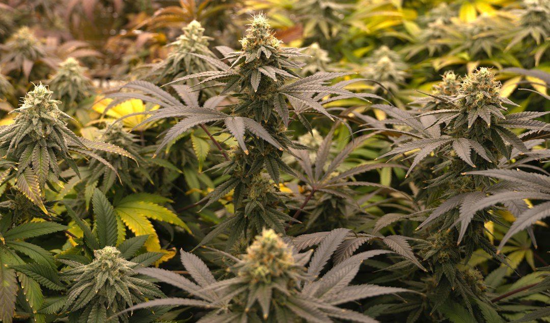 Flowering plants grown from feminized vs autoflower seeds in an indoor garden