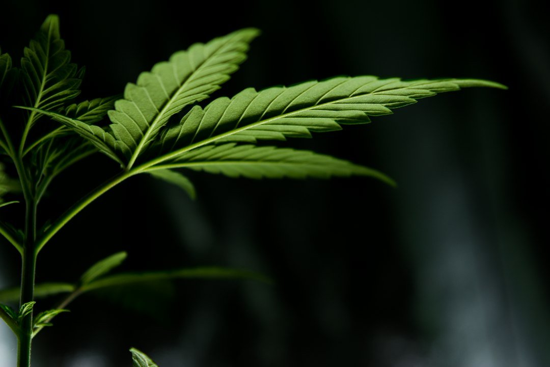 Close-up of a healthy green cannabis leaf showing vibrant structure