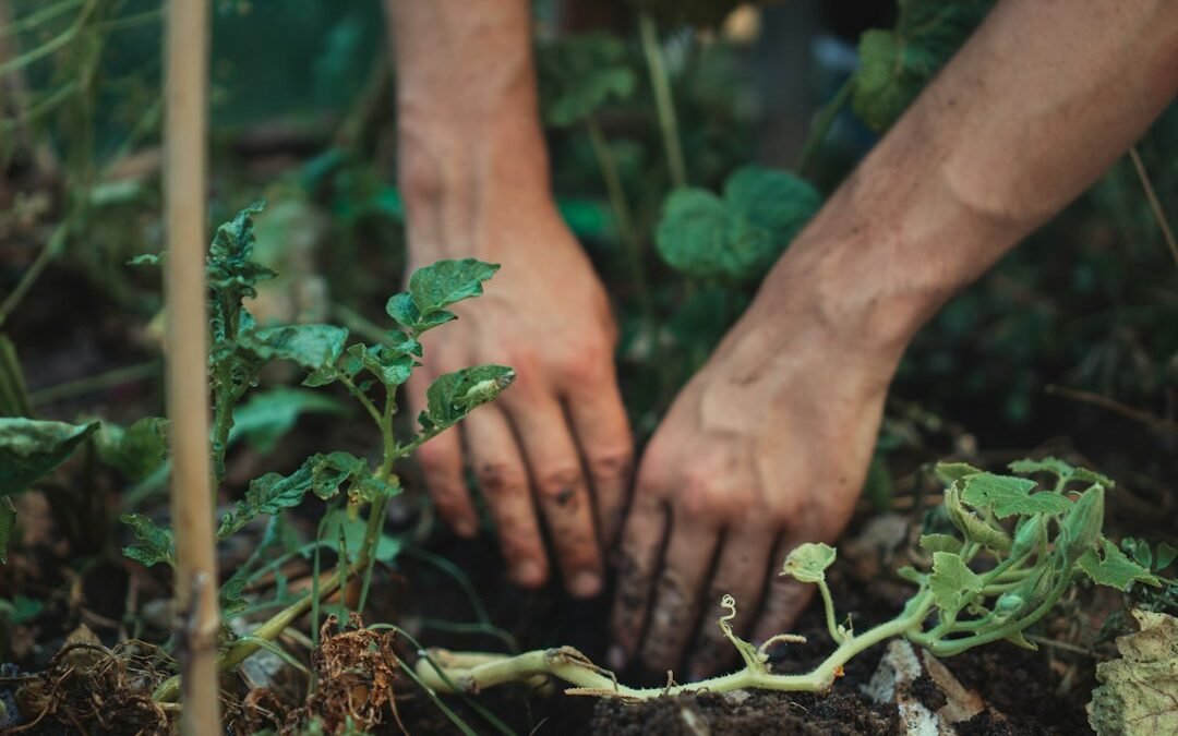 Living Soil Cannabis: How a Living Ecosystem Feeds Your Plants