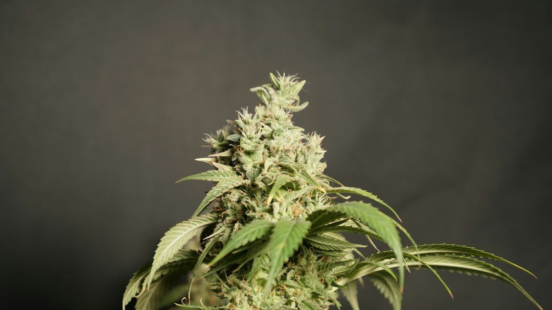 Maturing cannabis flower with orange pistils, a sign it is nearly time to harvest cannabis