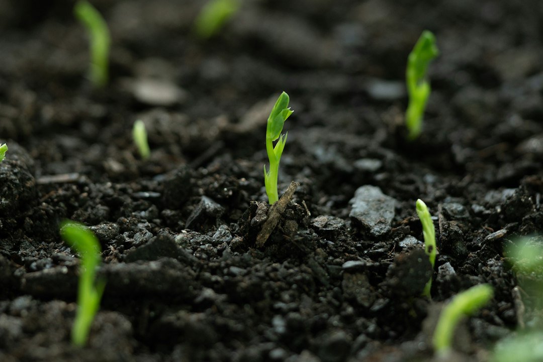 Young seedlings growing in a dark living soil mix rich in compost