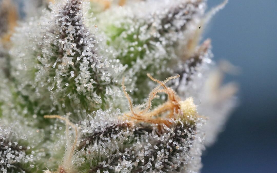 When to Harvest Cannabis: How to Read Trichomes, Pistils and Timing